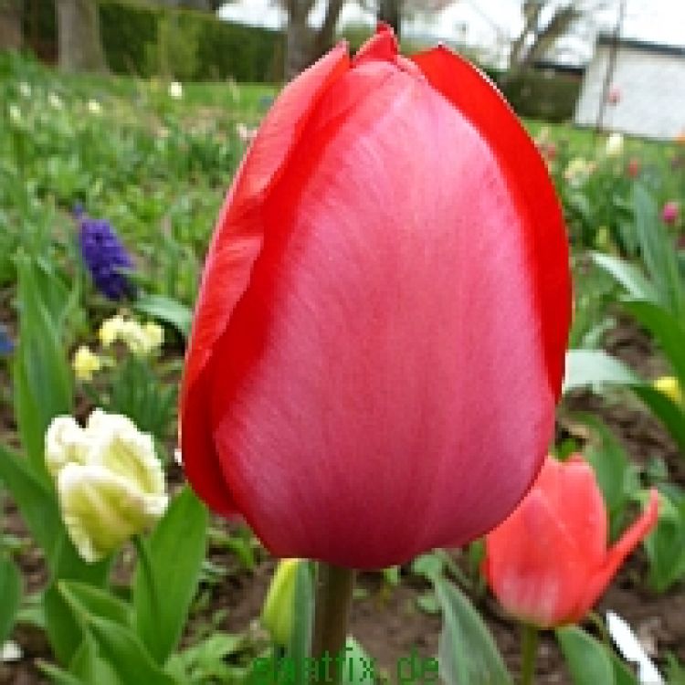 Darwin-Hybrid-Tulpen Red Impression 1