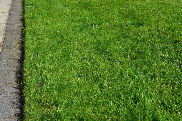 Rasendünger  Wesiflor Wesikalium gruener Rasen