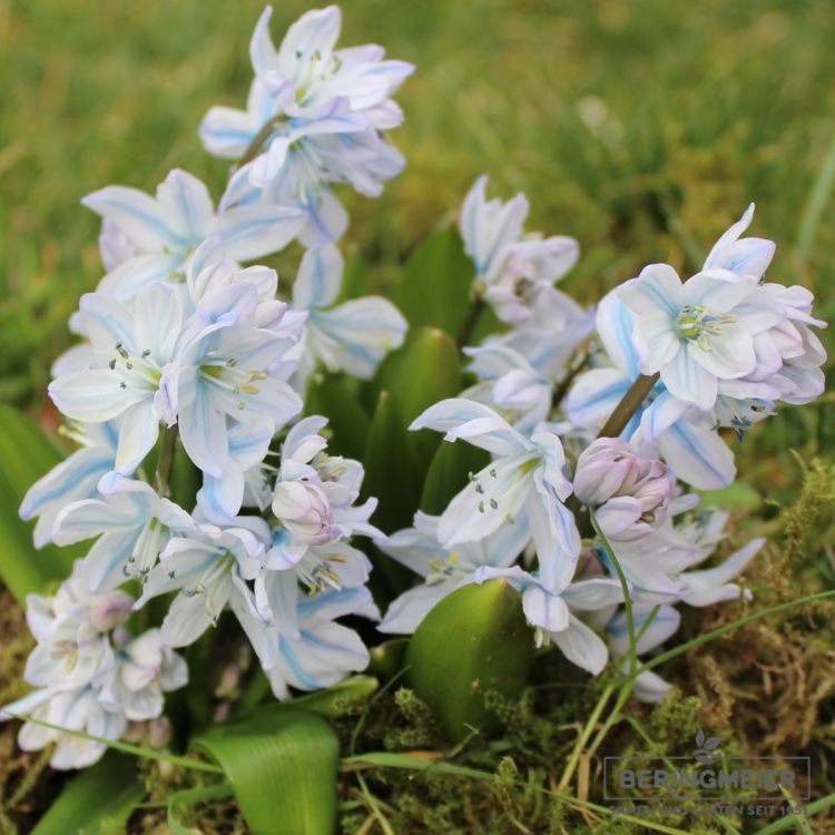 Scilla mischtschenkoana (tubergeniana) 3