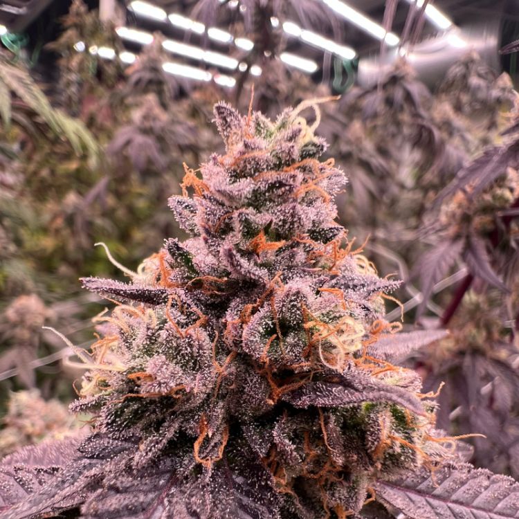 Seifenblasen Cannabis Saatgut