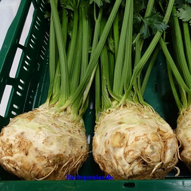 Knollensellerie Asterix