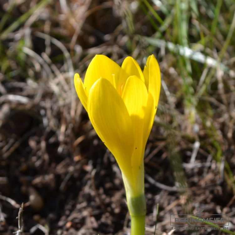 Sternbergia lutea Gewitterblume 2