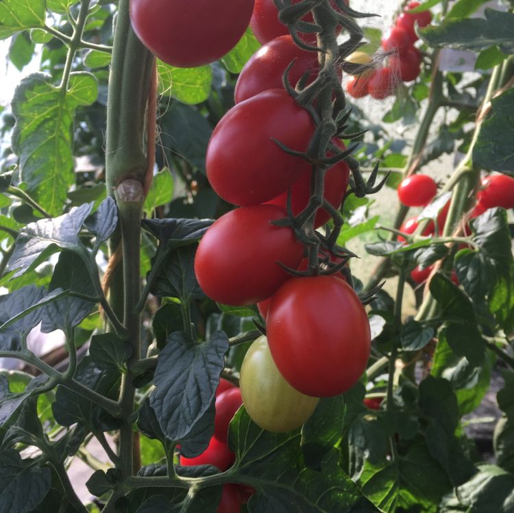 Roma-Tomate Agro F1