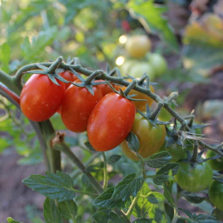 Tomate Delicacy F1Datteltomate