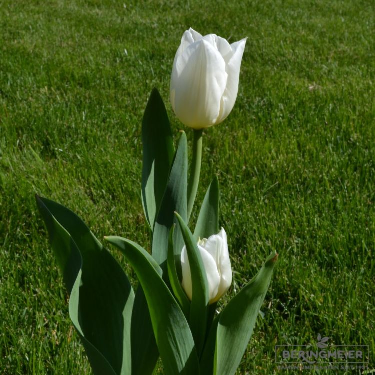Triumph Tulpen Agrass White 2