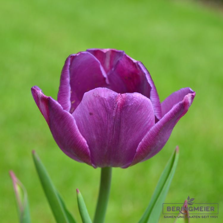Triumph Tulpen Alibi