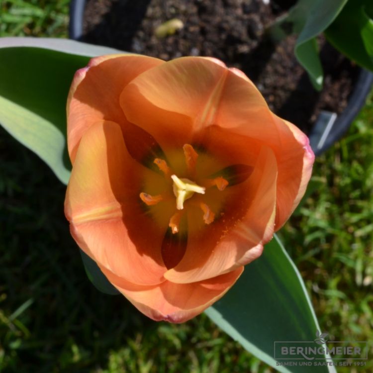 Triumph Tulpen Apricot Foxx 3