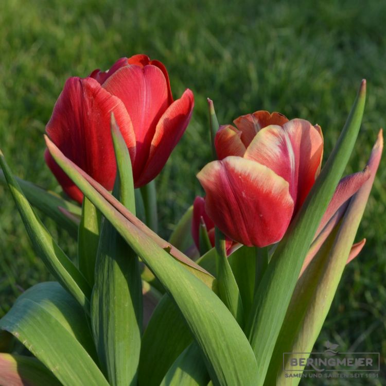 Triumph Tulpen Dow Jones 2