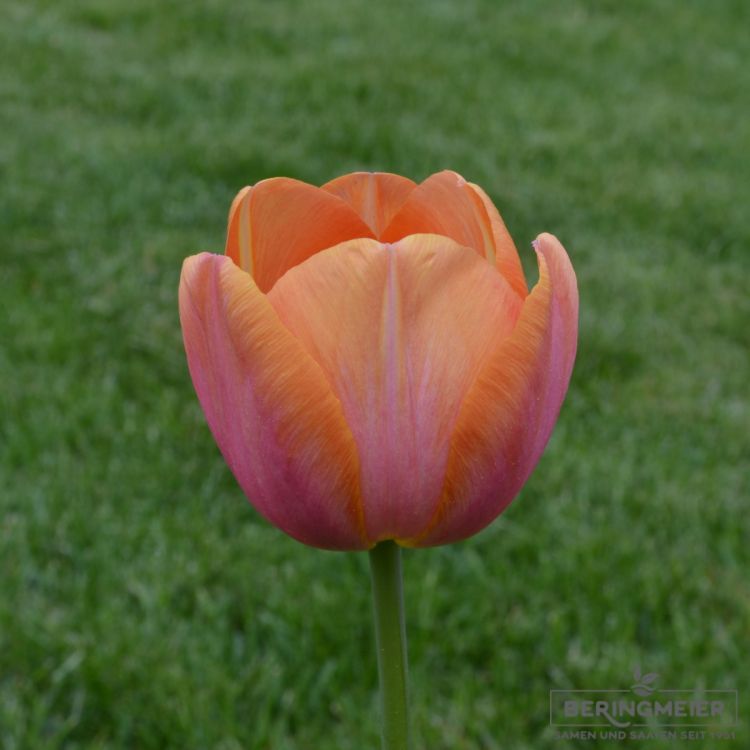 Triumph Tulpen Dynasty Orange 1