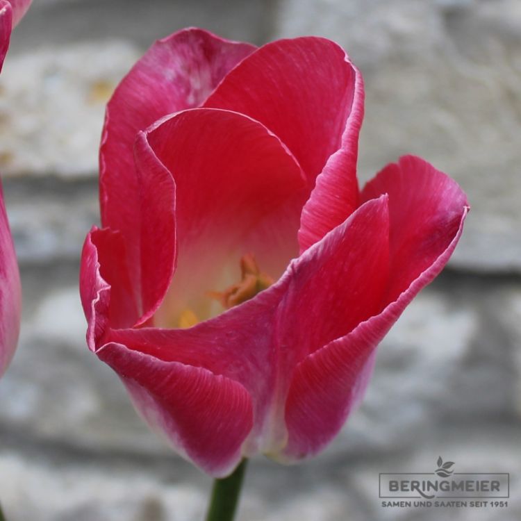Triumph Tulpen Dynasty 3