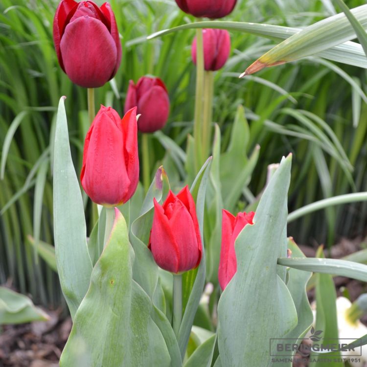 Triumph Tulpen Oscar