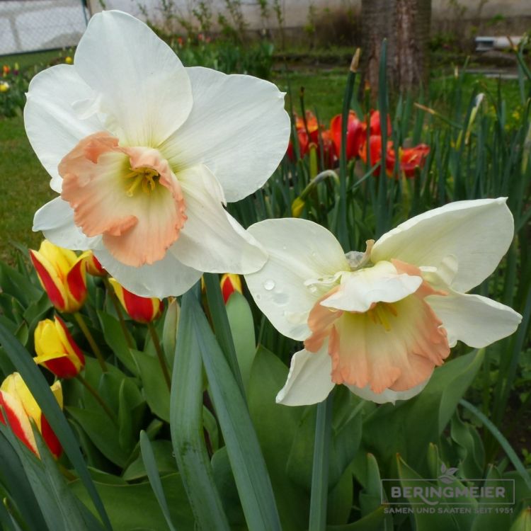 Trompeten Narzissen Bicolor British Gamble 2