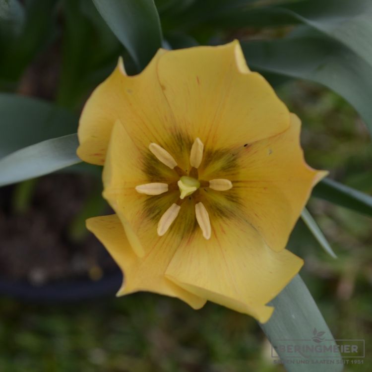 Tulipa batalinii Bright Gem