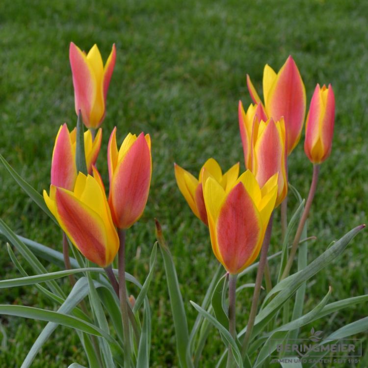 Tulipa clusiana var chrysantha