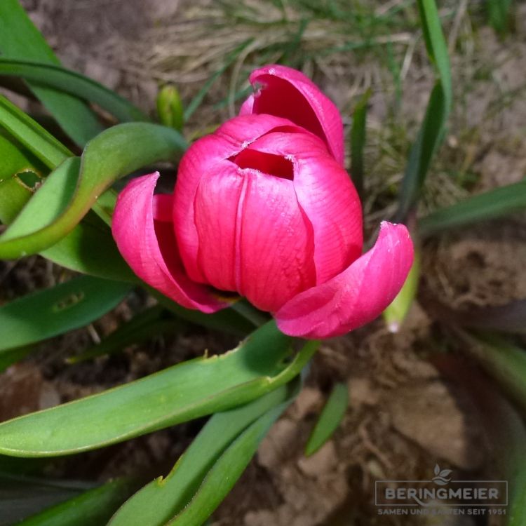 Tulipa humilis violaceae Black Base 5