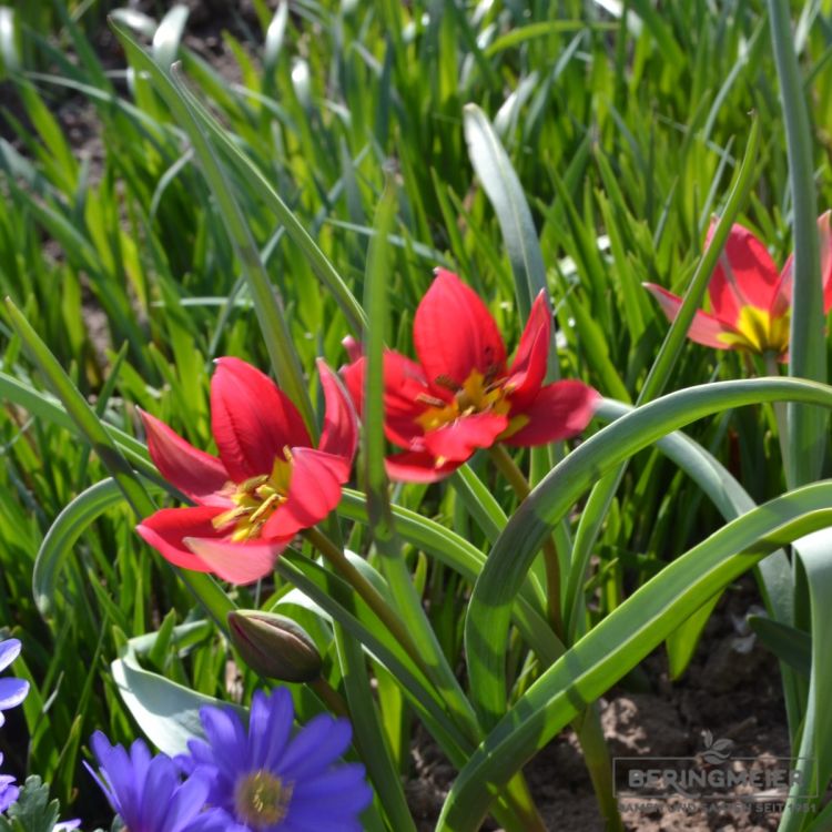Tulipa humilis Lilliput 2