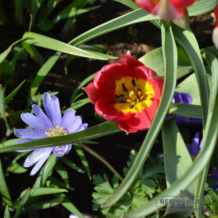 Tulipa humilis Lilliput 4