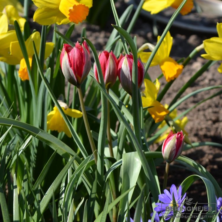 Tulipa humilis Lilliput 5