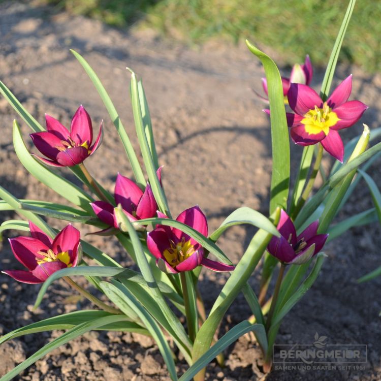 Tulipa humilis