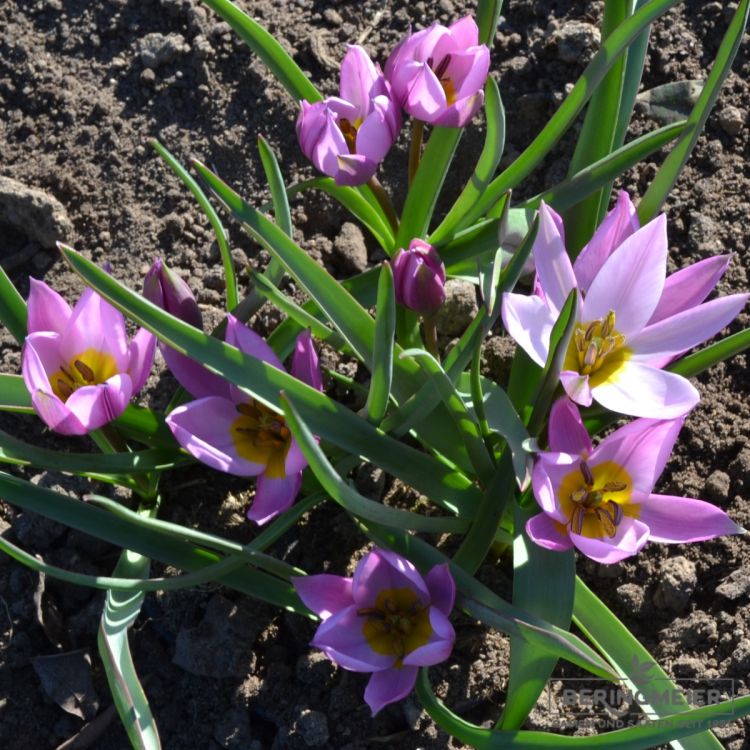 Tulipa Spezies humilis 3