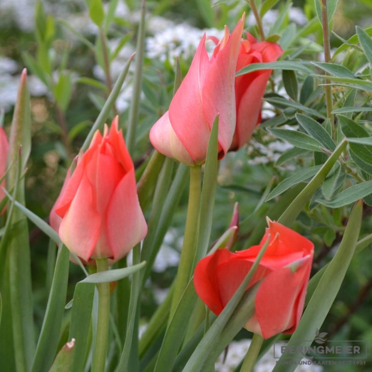 Tulipa Spezies linifolia 2