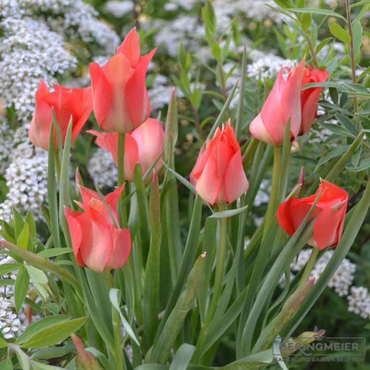 Tulipa Spezies linifolia 4