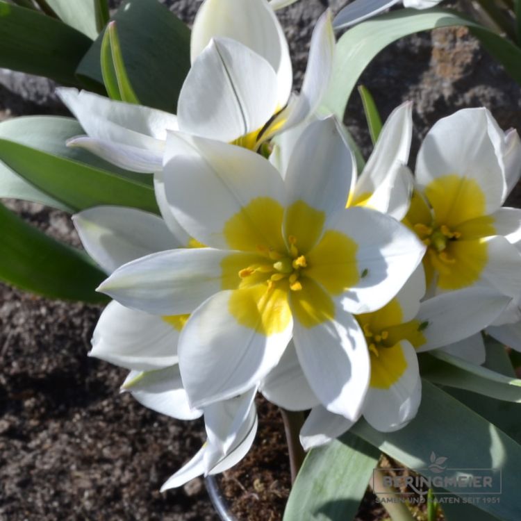 Tulipa Spezies polychroma 1