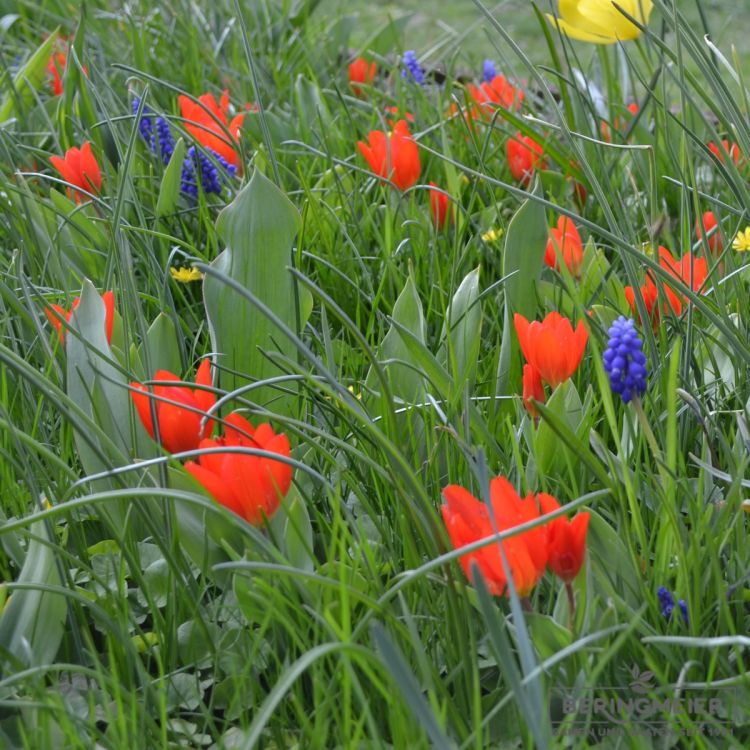 Frühjahrsbepflanzung mit Tulipa praestans Zwanenburg Var. und Muscari armeniacum
