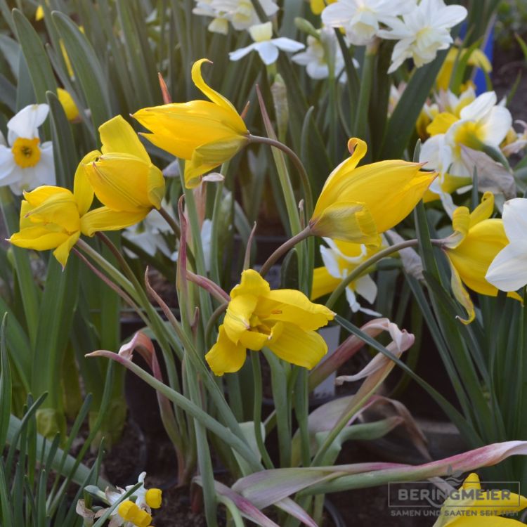 Tulipa sylvestris Wald- oder Weinbergtulpe 5