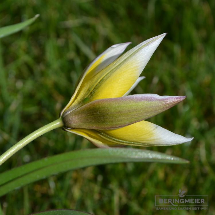 Tulipa tarda 2
