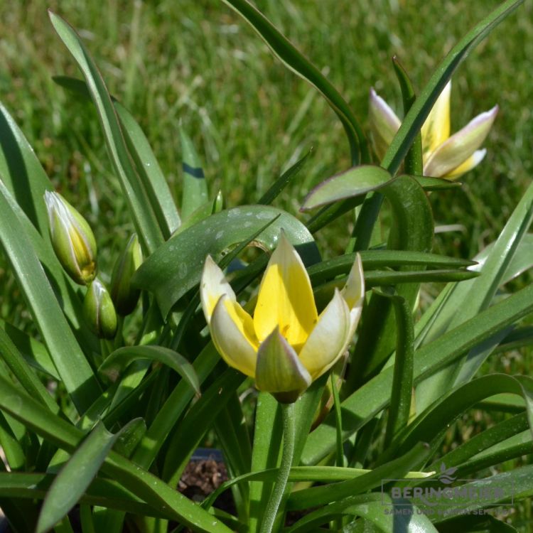 Tulipa tarda 4