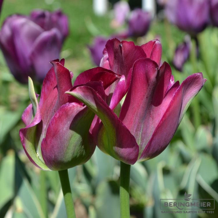 Viridiflora Tulpen Green Love