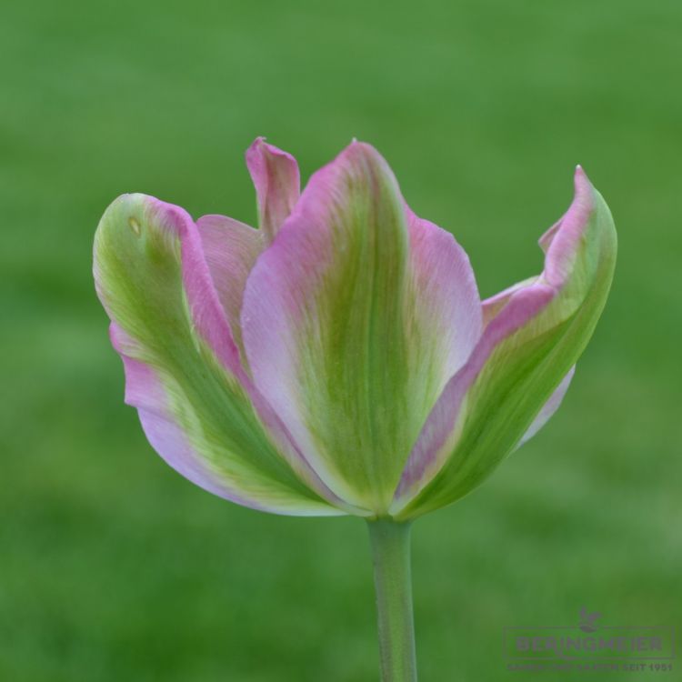 Viridiflora Tulpen Greenland 1