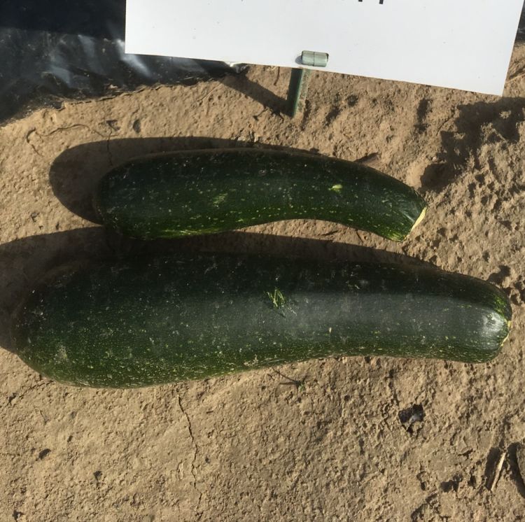 Zucchini Leila F1