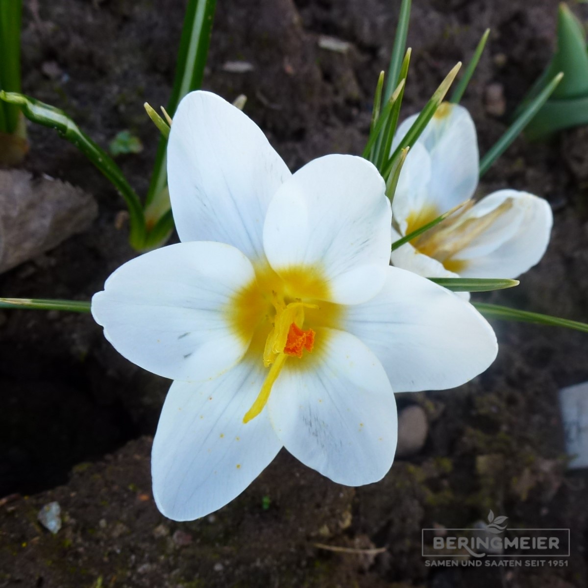 15 Bulbes Crocus Chrysanthus 'Ard Schenk' - Circonférence 5/+ Cm, Floraison Blanche Début Printemps