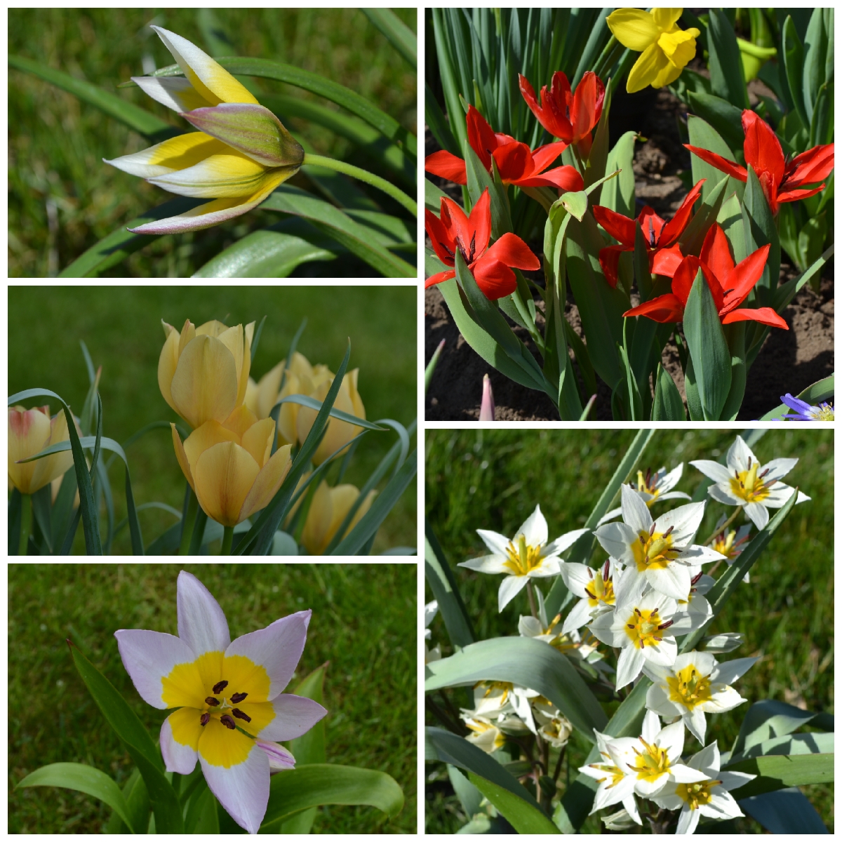 Botanische Tulpen Sortiment - 1 Packung enthält 5 x 150 Stück  Tulpenzwiebeln