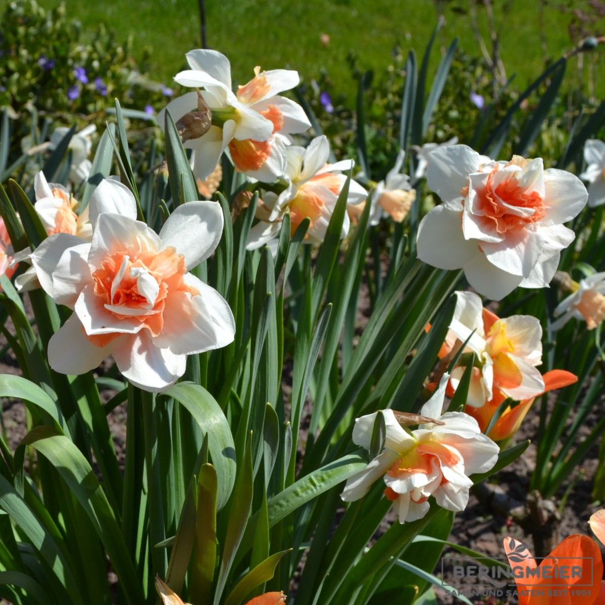 Gefüllte Narzissen Replete | Saatfix Blumenzwiebel Shop | Kunstpflanzen