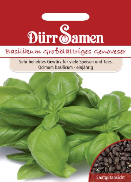 Basilikum großblättriges Genoveser