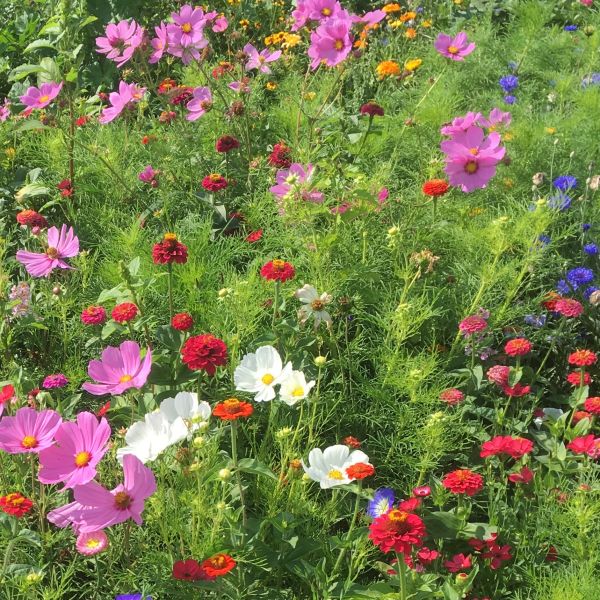Blumenwiese Super Premium 2