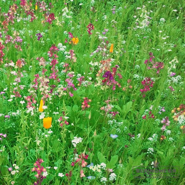 Blumenmischungen Bodendecker