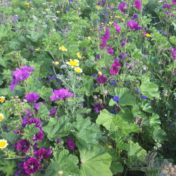 Blumenwiese Falterfreude 1