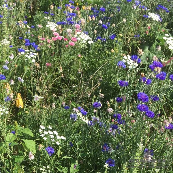 Blumenwiese Franziskus 2