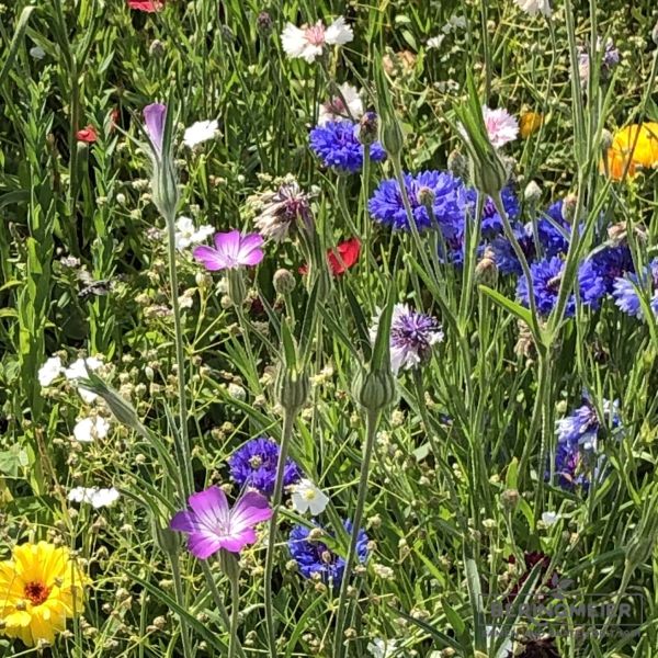 Blumenwiese Blühender Gartenzaun