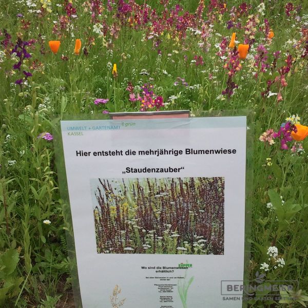 Staudenzauber Mehrjährige Blumenmischung
