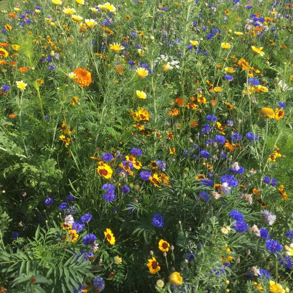 Blumenwiese Einjährige Blühmischung 1