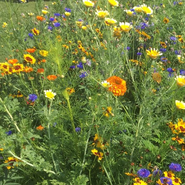 Blumenwiese Einjährige Blühmischung 2