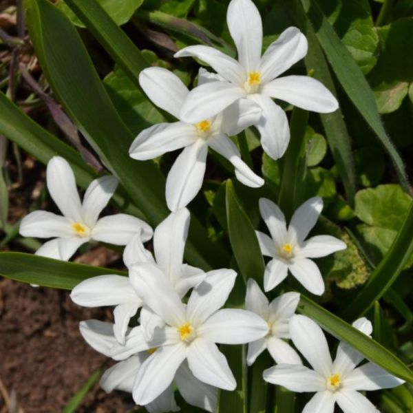 Chionodoxa luciliae Alba - Schneeglanz