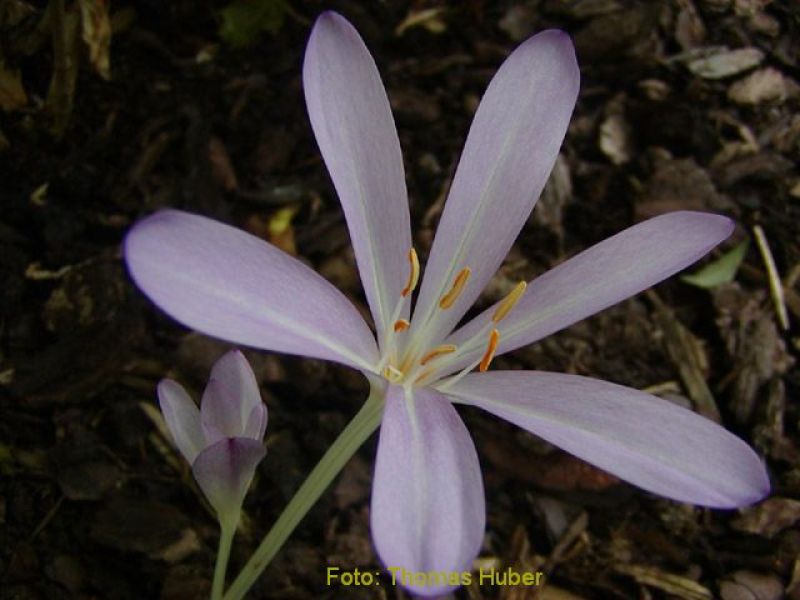 Colchicum byzantinum