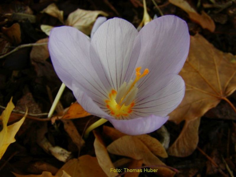 Crocus kotschyanus - Herbstblühender Krokus