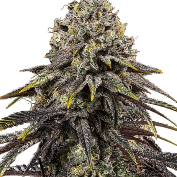 Dynamite Diesel Hanf Samen
